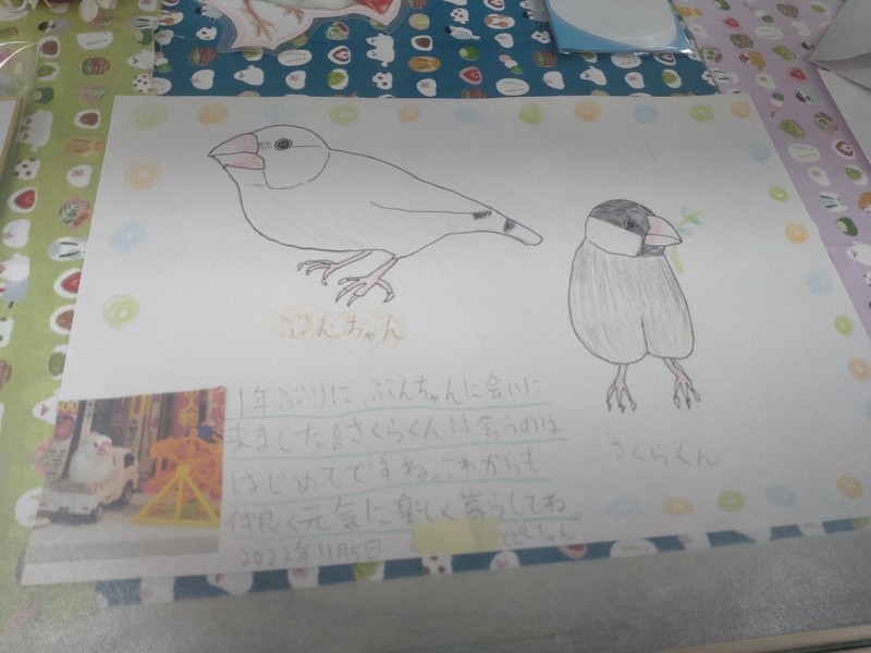 愛らしい看板学芸員“ぶんちゃん” 白文鳥生誕の地で魅力伝える [写真