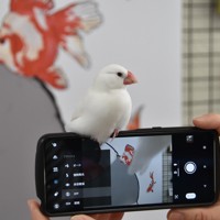 愛らしい看板学芸員“ぶんちゃん” 白文鳥生誕の地で魅力伝える [写真