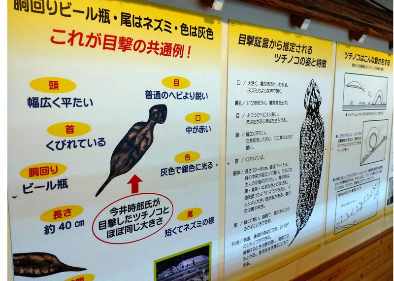 幻の生物・ツチノコの正体は リアルな模型、目撃談で謎に迫る資料館