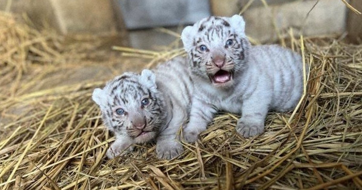 東武動物公園限定ホワイトタイガーキティ 2種 まとめ6個 ホワイトタイガー、赤ちゃん兄弟公開 名前の投票も 埼玉・東武