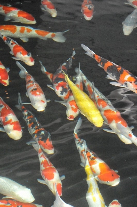 泳ぐ宝石」発祥 「一つとして同じ模様なし」 新潟県の「へー」 | 毎日新聞