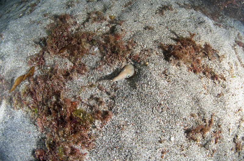 水中写真連載 So Blue：海の干支 ムーミンの遊び仲間のそっくりさんは