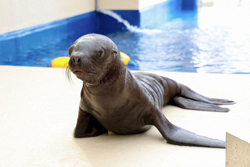 オタリアの赤ちゃん死ぬ 鳥羽水族館 メスの「むぎ」 ／三重 | 毎日新聞