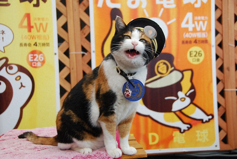 かわいい三毛猫たちの様子 [写真特集1/5] | 毎日新聞