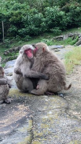 Japanese macaques are observed hugging on the island of Shodoshima.