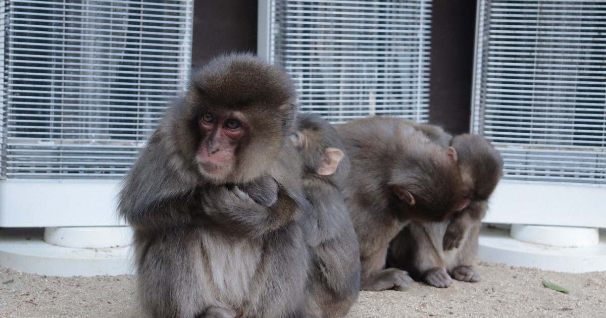 写真まとめ＞ぴったり「サル団子」 大分の高崎山自然動物園 [写真特集1
