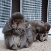 猿 Dyckia おまとめ5株 猿 Dyckia おまとめ5株 猿 Dyckia おまとめ5株 If you give money to a