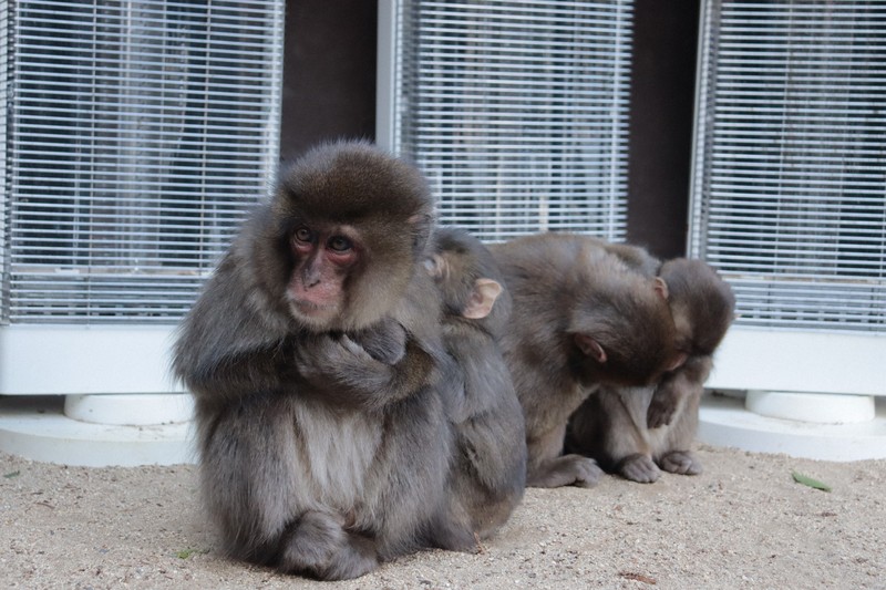 猿 Dyckia おまとめ7株 6月22日 いろんな