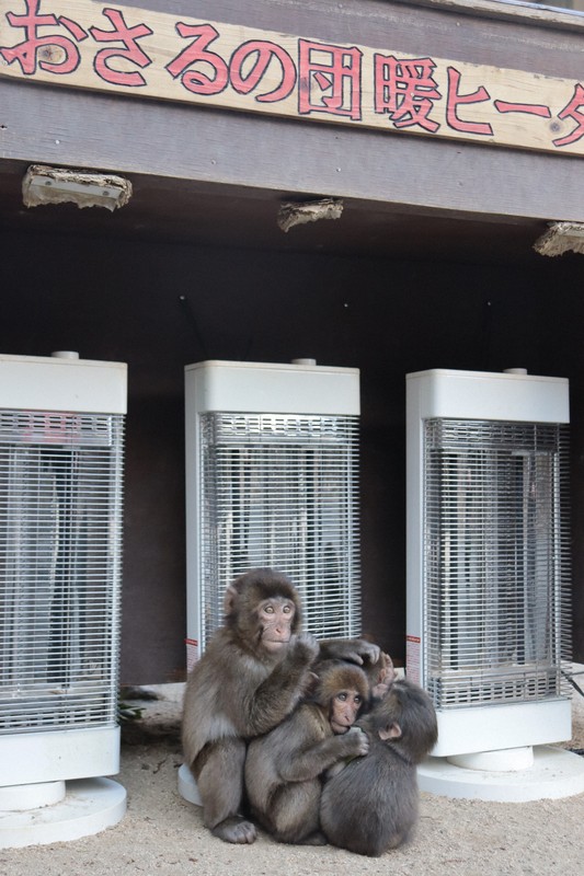 写真まとめ＞ぴったり「サル団子」 大分の高崎山自然動物園 [写真特集1