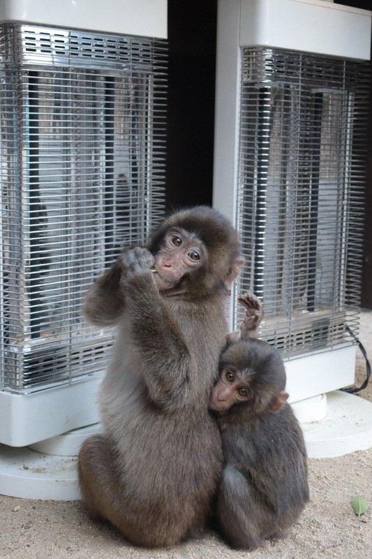 写真まとめ＞ぴったり「サル団子」 大分の高崎山自然動物園 [写真特集1