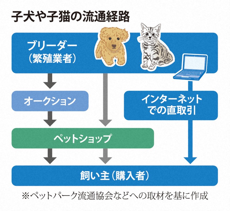 パピヨン　トライ確認画像　入札禁止❌️ パピヨン トライ確認画像 入札禁止❌️ - その他クラシック