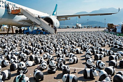 香港国際空港で飛行機を取り囲んだ２５００体のパンダの置物（２０２４年12月２日）(AllRightsReserved（ARR）提供)