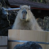 打たせ湯の桶風呂に入浴する心音＝埼玉県こども動物自然公園提供