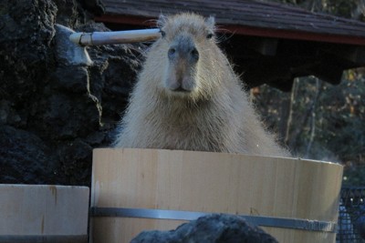 打たせ湯の桶風呂に入浴する心音＝埼玉県こども動物自然公園提供