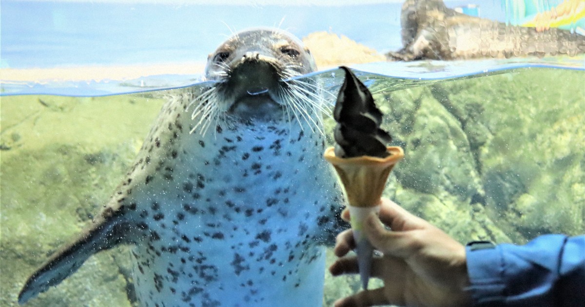 人気の「あざらしソフト」誕生 きっかけはイルカ 新江ノ島水族館