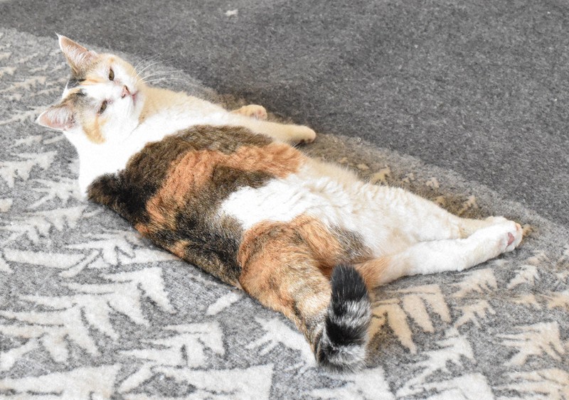 PICKUP：「三毛」遺伝子を発見 日本の猫好き研究者チーム | 毎日新聞