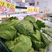 価格が高騰する中、スーパーの野菜売り場に並ぶキャベツ＝東京都足立区で2025年1月20日、三浦研吾撮影