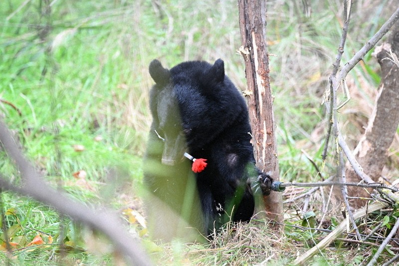 eye：写真で伝えるニュース 森に生かされて クマとの共存 | 毎日新聞