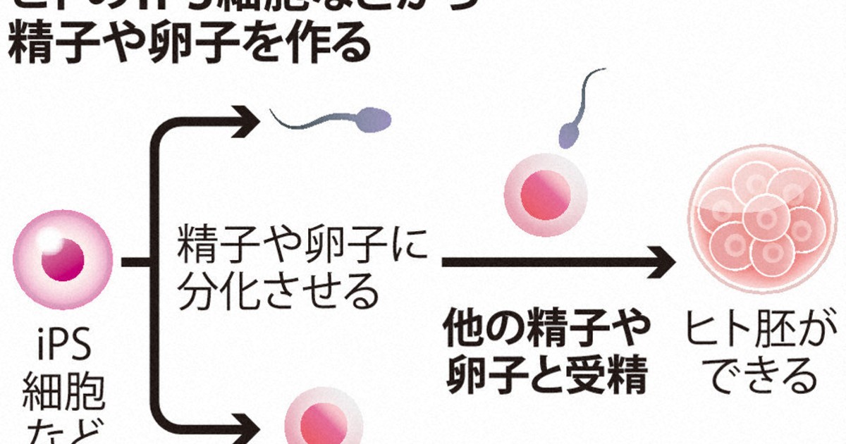 iPS細胞：受精卵作製、容認へ ヒトiPS由来 内閣府調査会 | 毎日新聞