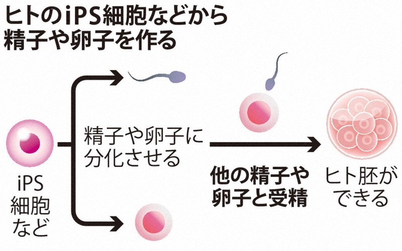 iPS細胞：受精卵作製、容認へ ヒトiPS由来 内閣府調査会 | 毎日新聞