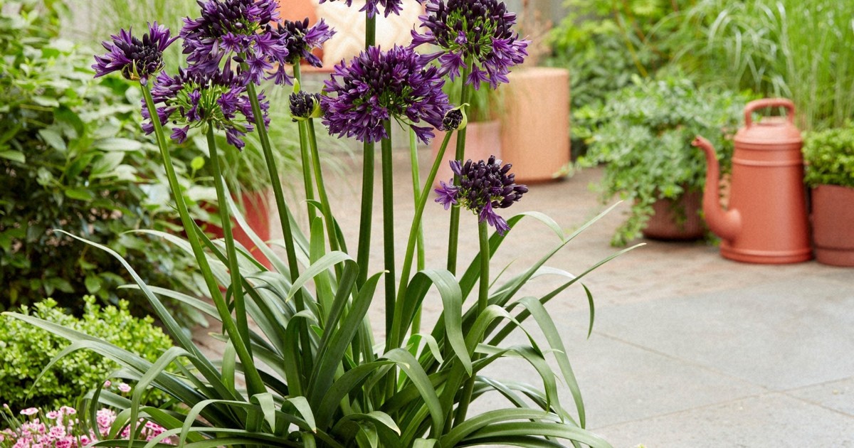南アフリカ原産の花を国内初公開へ 3月に福岡市植物園 | 毎日新聞