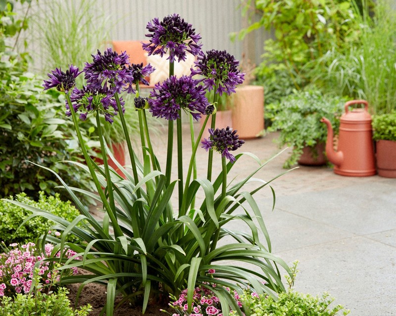 南アフリカ原産の花を国内初公開へ 3月に福岡市植物園 | 毎日新聞