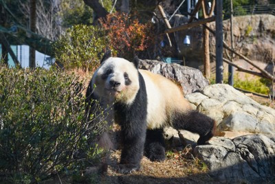 レイレイ＝2025年1月20日（東京動物園協会提供）
