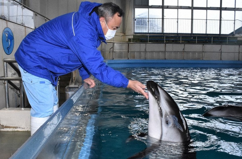 毎小ニュース：社会 イルカショー復活へ のとじま水族館、春にも完全