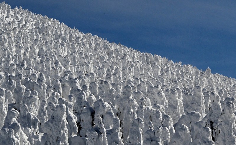 氷の巨人」現る 山形・蔵王で樹氷見ごろ 寒波で例年より大きく | 毎日新聞