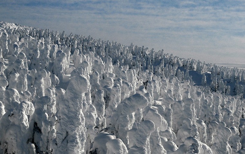 とうほく・冬点描：雪の巨人ぞろり 蔵王連峰で樹氷見ごろ ／宮城