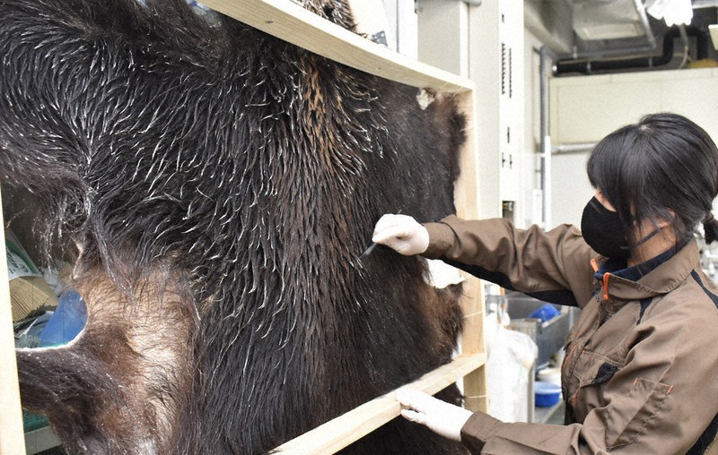 学生がヒグマの毛皮加工 帯広畜産大、半年がかりで完成 忠類