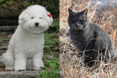 犬と猫
