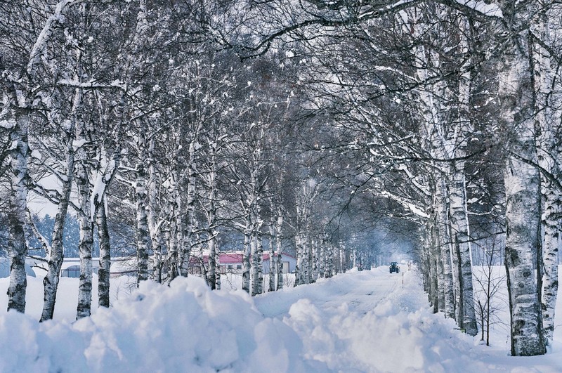 冬の白樺並木、白黒のコントラストに美 ロケ地で有名 北海道・音更