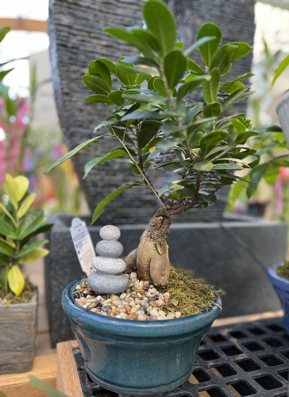 Be patient and don't be intimidated by growing a bonsai - The Mainichi