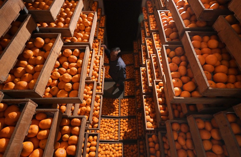 40日間熟成、甘み蓄え 「蔵出しみかん」出荷始まる 岐阜・海津 | 毎日新聞