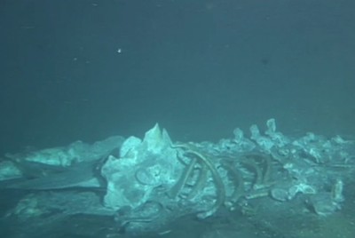 水深（すいしん）約（やく）９００㍍のザトウクジラの死骸（しがい）＝神奈川県（かながわけん）・相模（さがみ）湾（わん）で