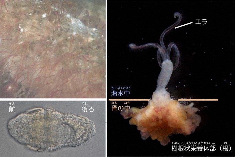 指令！海を探究せよ：クジラが死んだ、そのあとに | 毎日新聞