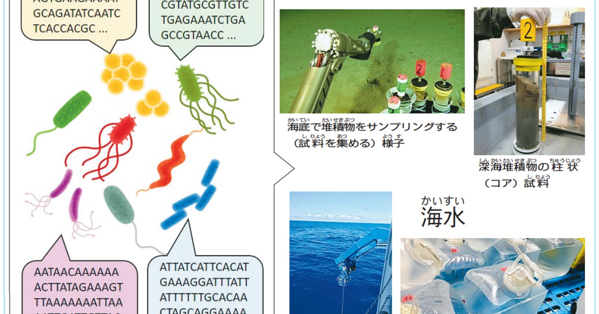 海洋の生態系と微生物 指令！海を探究せよ：深海の微生物をDNAから調べる | 毎日新聞