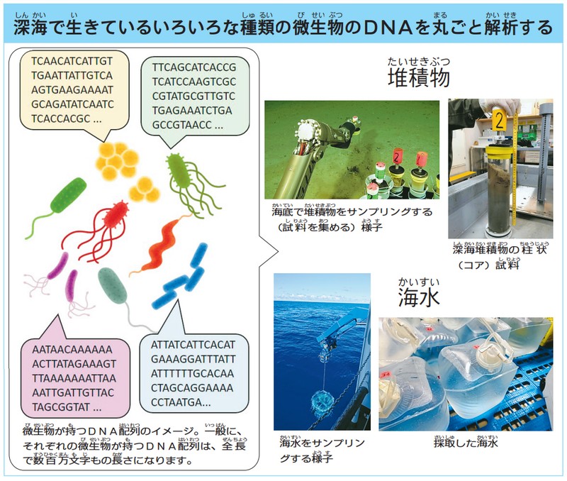 指令！海を探究せよ：深海の微生物をDNAから調べる | 毎日新聞