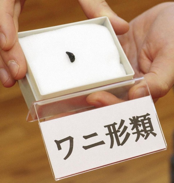 ワニの仲間？ 「歯化石」発掘 岐阜県博物館など、飛驒で調査 地層は