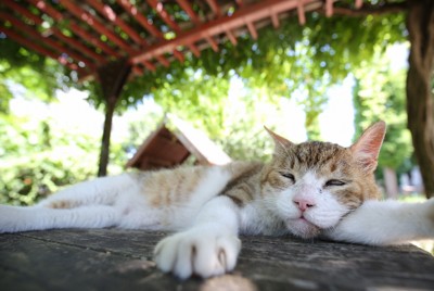 公園のベンチに座っていると、炎天下で猫が日陰で休んでいた＝東京都港区で2018年7月31日、宮武祐希撮影
