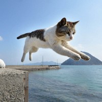 青空の下、ぴょんぴょんと防波堤で跳ぶネコ＝香川県佐柳島で2017年3月14日、望月亮一撮影