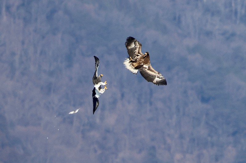 若鳥とバトル、ナマズ一気のみ 「山本山のおばあちゃん」の越冬記