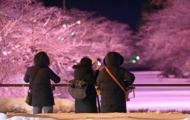 Easy Japanese news in translation: Snow-covered cherry blossom
