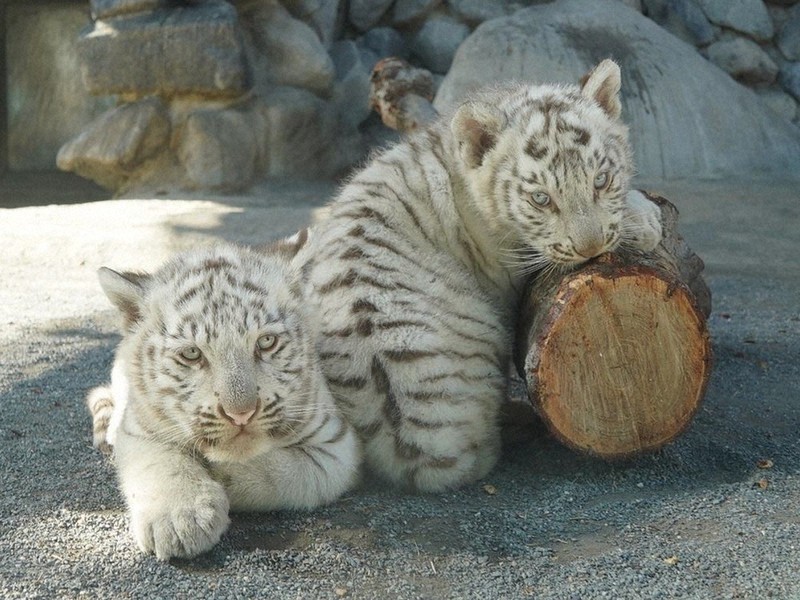 コタ」と「ハク」 兄弟を命名 東武動物公園・ホワイトタイガー ／東京