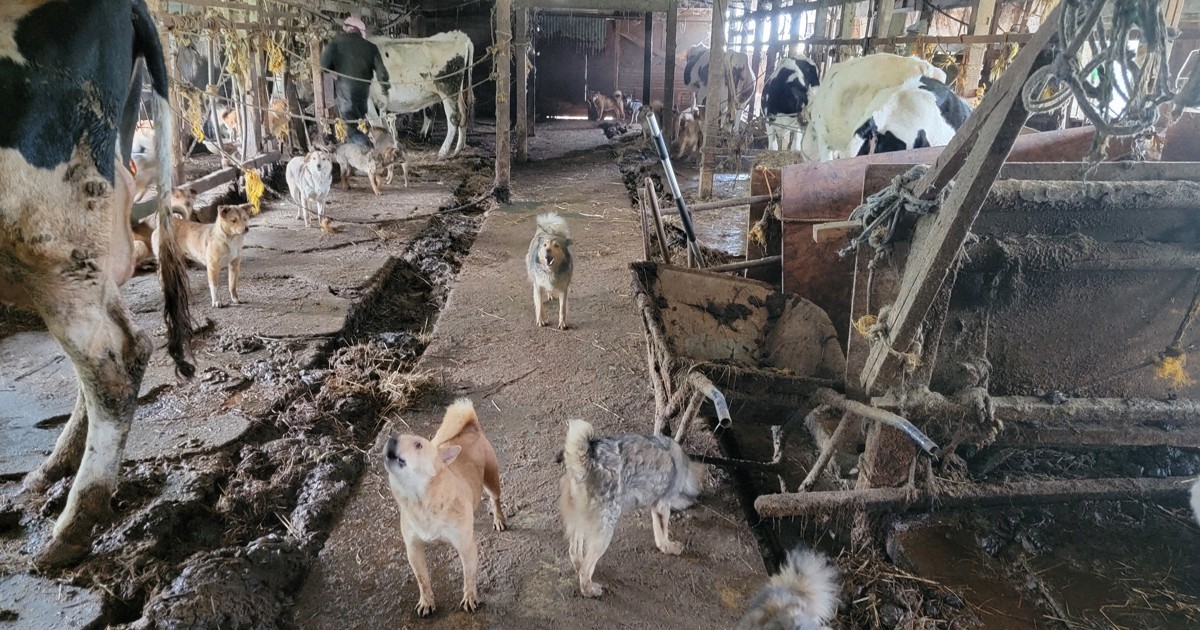 犬と鶏の置物 牧場風景 鳥 置物 木製