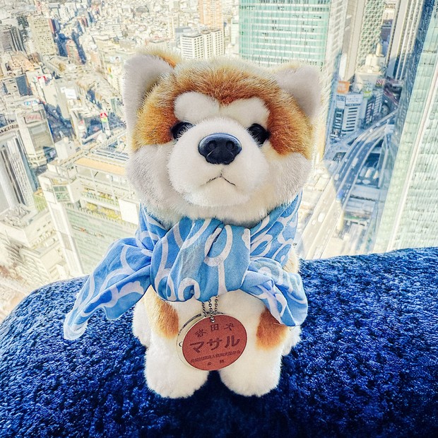 秋田犬ぬいぐるみ「マサル」 渋谷でホテルのインフルエンサーに | 毎日新聞