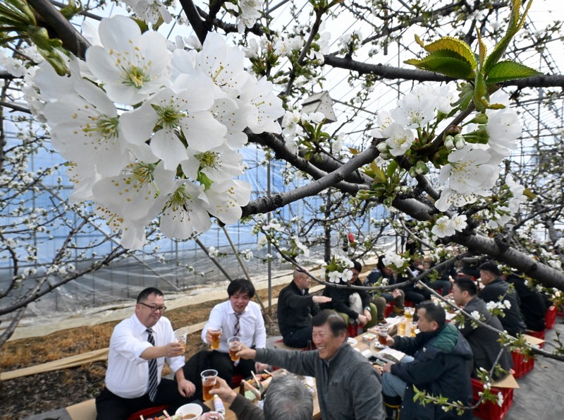 山形で一足早い“春” サクランボの花見、生産者ら「無事育って」 | 毎日新聞