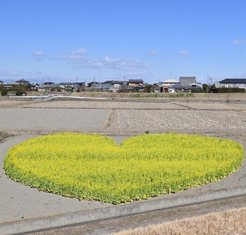 笑顔も咲かす黄色いハート 津・休耕田に菜の花畑 ／三重 | 毎日新聞