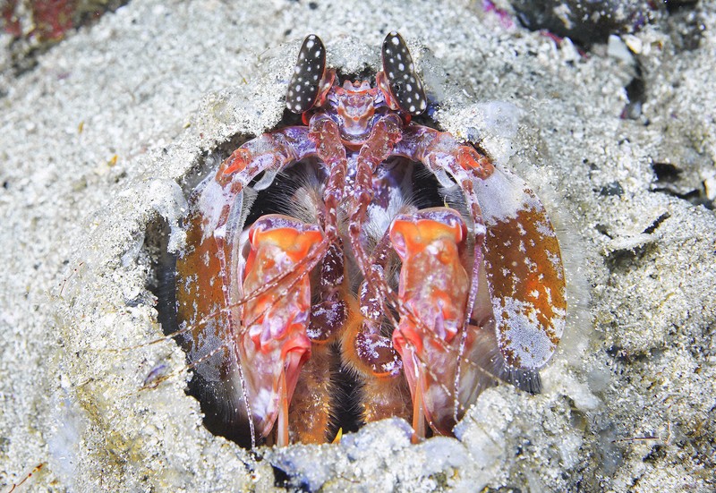 水中写真連載 So Blue：すしネタでおなじみ、不気味なエイリアンは最強